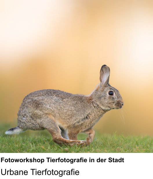 Fotoworkshop in Ingolstadt über Fotoworkshop Tierfotografie in der Stadt: Urbane Tierfotografie