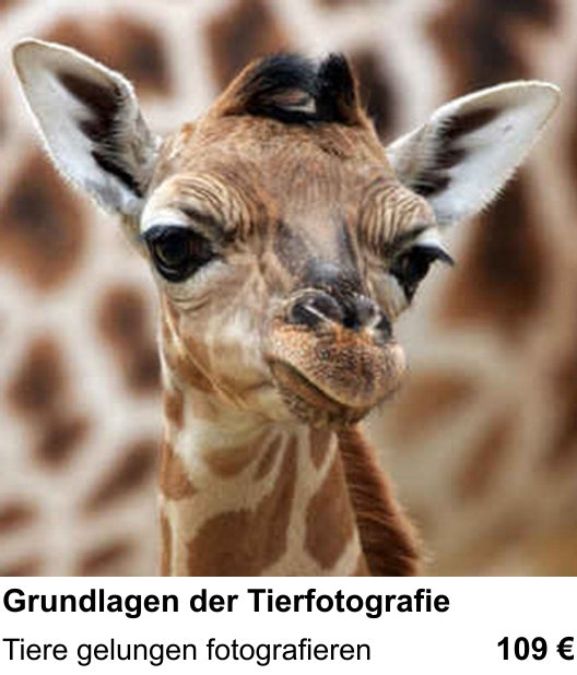 Fotoworkshop in Ingolstadt über Grundlagen der Tierfotografie: Tiere gelungen fotografieren