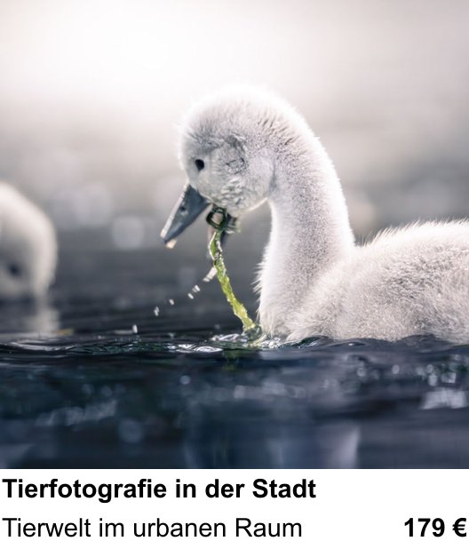 Fotoworkshop in Ingolstadt über Tierfotografie in der Stadt: Tierwelt im urbanen Raum
