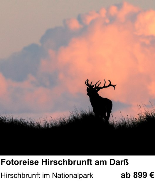 Fortgeschrittener Foto-Workshop zu Fotoreise Hirschbrunft am Darß: Hirschbrunft im Nationalpark