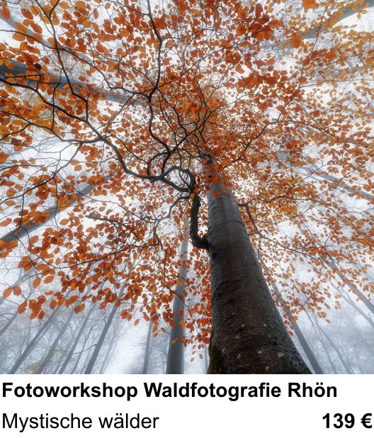 Fortgeschrittener Foto-Workshop zu Fotoworkshop Waldfotografie Rhön: Mystische wälder