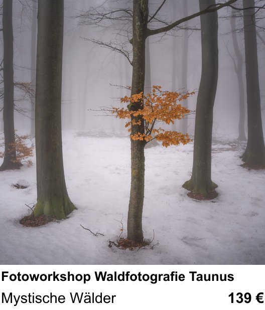Fortgeschrittener Foto-Workshop zu Fotoworkshop Waldfotografie Taunus: Mystische Wälder