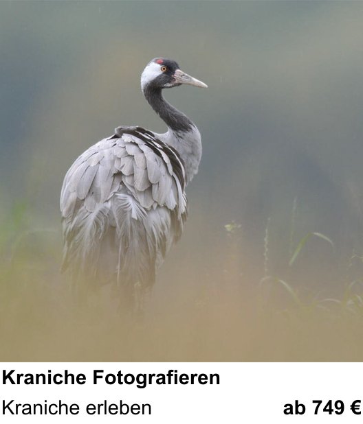 Fortgeschrittener Foto-Workshop zu Kraniche Fotografieren: Kraniche erleben