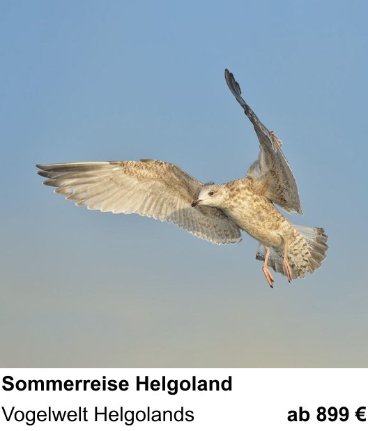Fortgeschrittener Foto-Workshop zu Küsten- und Vogelfotografie auf Helgoland: Vogelwelt Helgolands