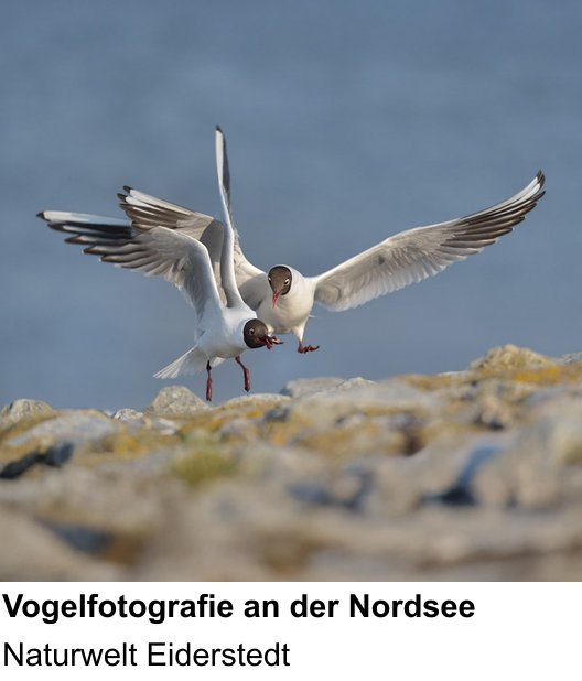 Fortgeschrittener Foto-Workshop zu Fotoreise zur Vogelwelt Eiderstedts: Naturwelt Eiderstedt