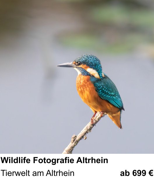 Fortgeschrittener Foto-Workshop zu Wildlife Fotografie Altrhein: Tierwelt am Altrhein
