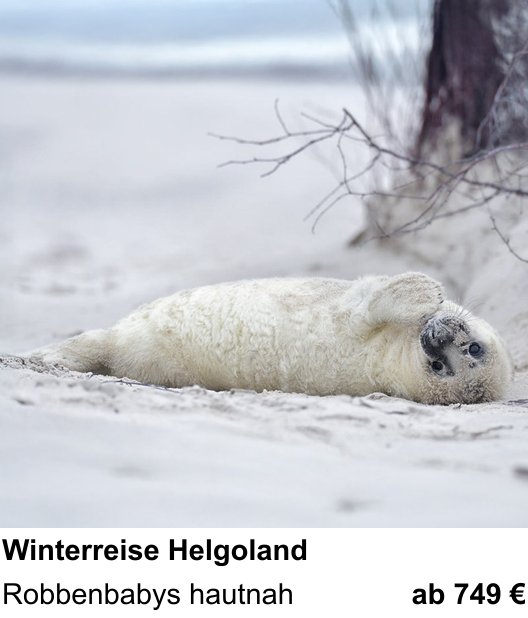 Fortgeschrittener Foto-Workshop zu Robbenbabys im Helgoländer Winter: Robbenbabys hautnah